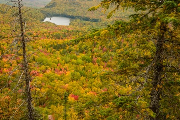 billfish-trout-bk-mt