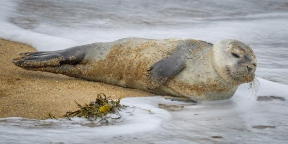harbor-seal-2