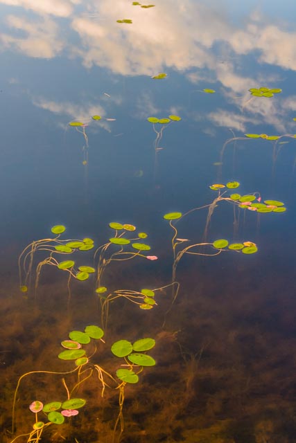lily-pads-and-clouds