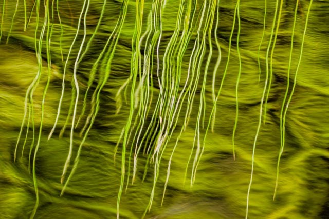reeds-and-water