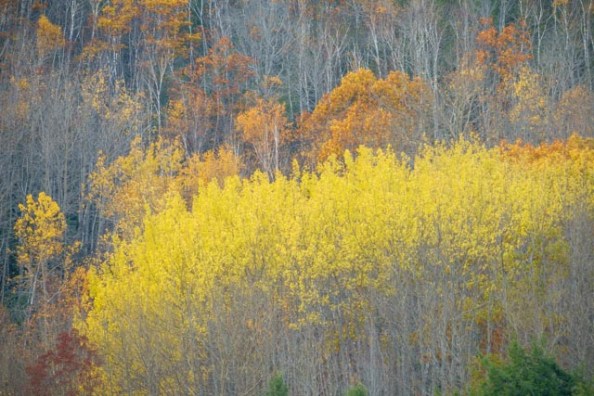 birches-2