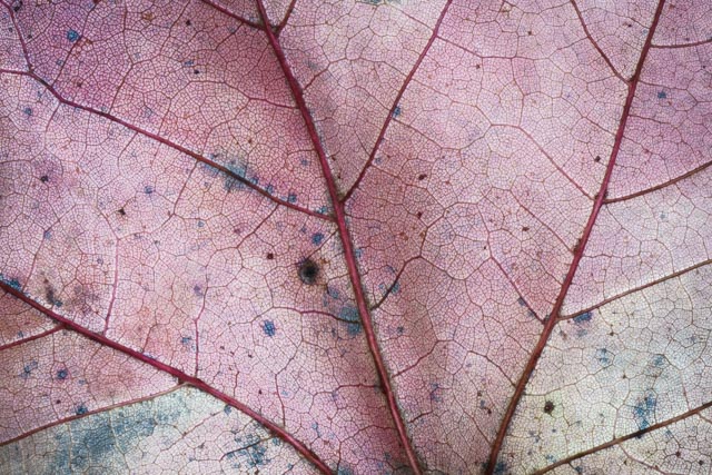 leaf-macro