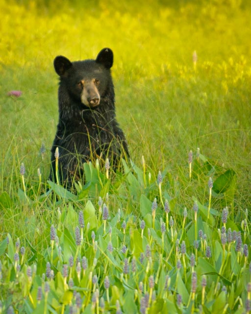 black bear 1