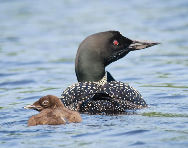 loon and chick