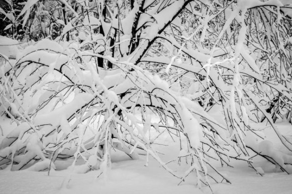 snow covered bush bw