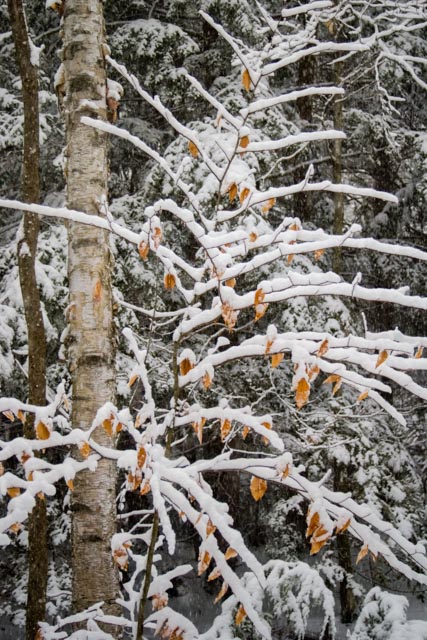 winter birch and beech