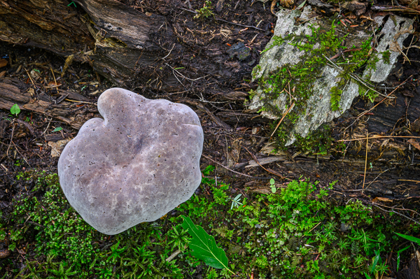 D339ED1C-0C42-4617-A555-72C0F85FE87A